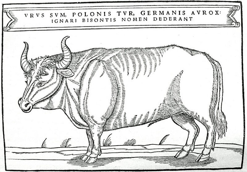 Illustration from Sigismund von Herberstein